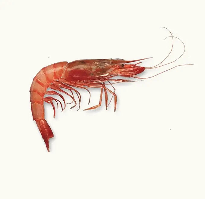 Gamba Roja Alistada Pescanova