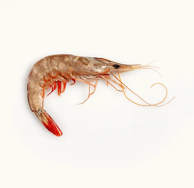 Langostino Banana Pescanova