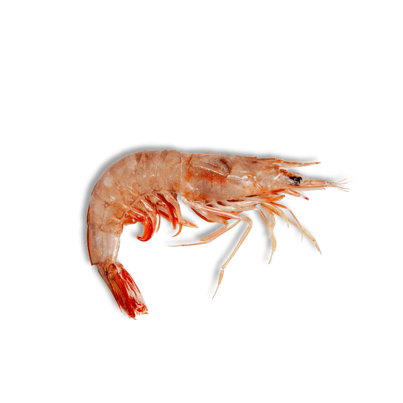 Langostino Brown Pescanova