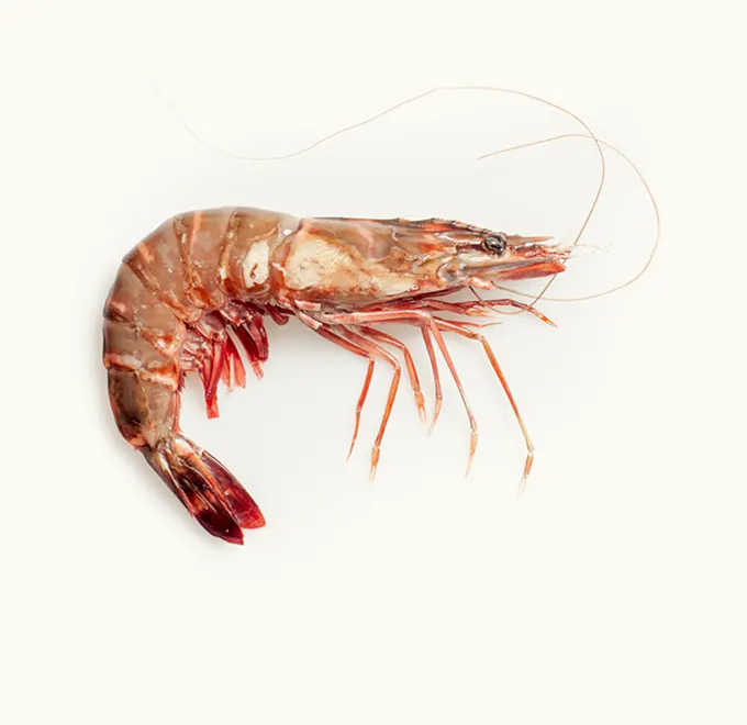 Langostino Jumbo Pescanova