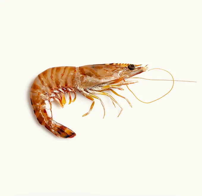 Langostino Tigre Crudo Pescanova