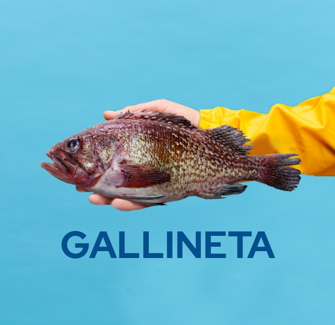 Ilustración de gallineta sobre fondo azul de la guía de pescados