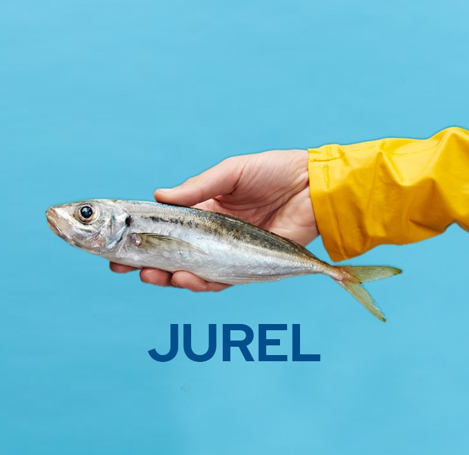 Ilustración de jurel sobre fondo azul de la guía de pescados
