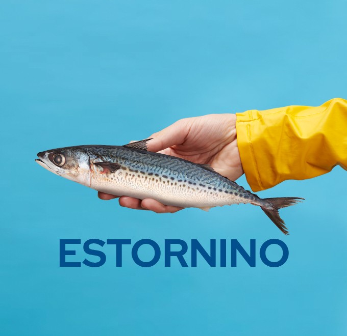 Ilustración de estornino sobre fondo azul de la guía de pescados
